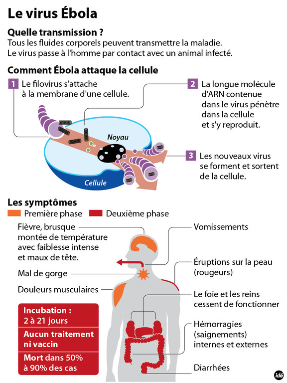 Fièvre Ébola - Afrique de l'Ouest - 2014 - Page 2 Ebola-desc1